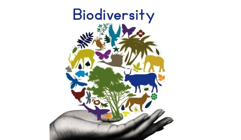 Qatar highlights commitment to environmental development in preserving biodiversity